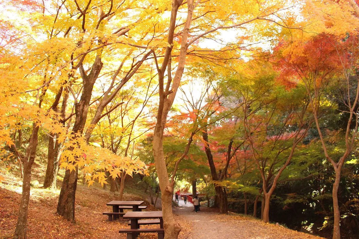 🌳 미즈사와 공원(미즈사와 코엔) 이미지 9